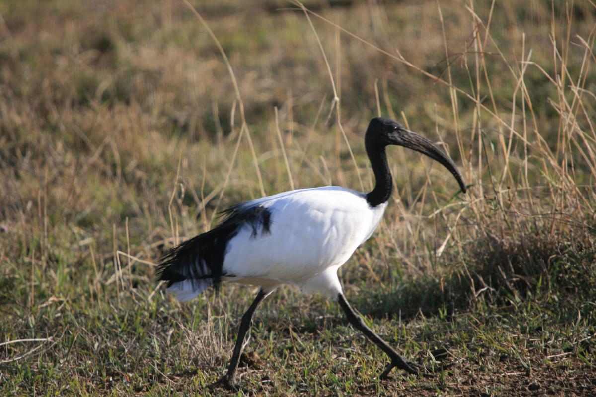 Serengeti -12-6-10-2008-730-w   